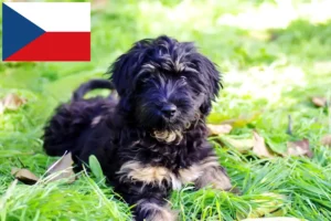 Lire la suite à propos de l’article Cão da Serra de Aires Éleveurs et chiots en République tchèque