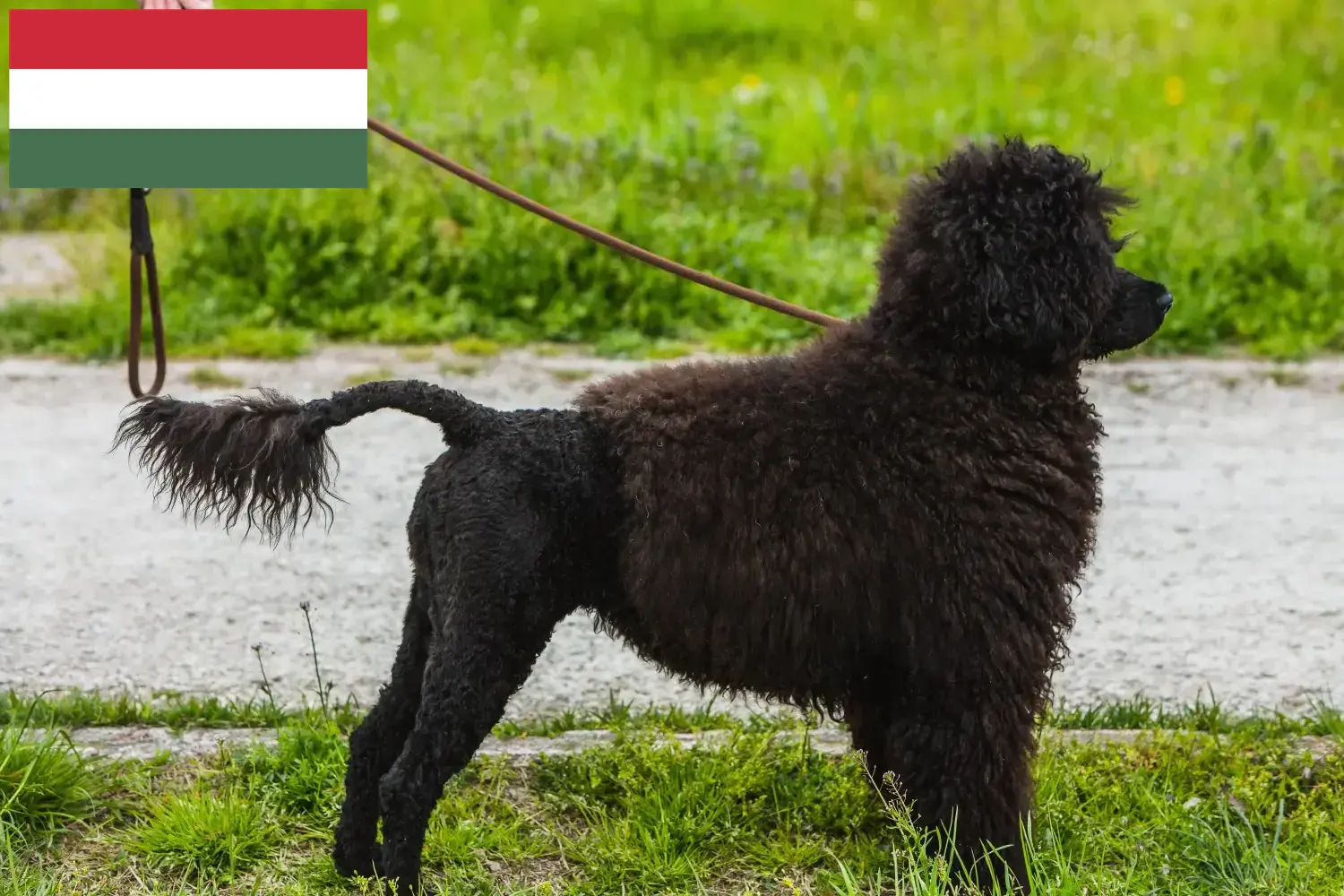 Cão de Agua português chiots et éleveurs Hongrie Ici vous trouverez des éleveurs de Cão de Agua português en Hongrie.