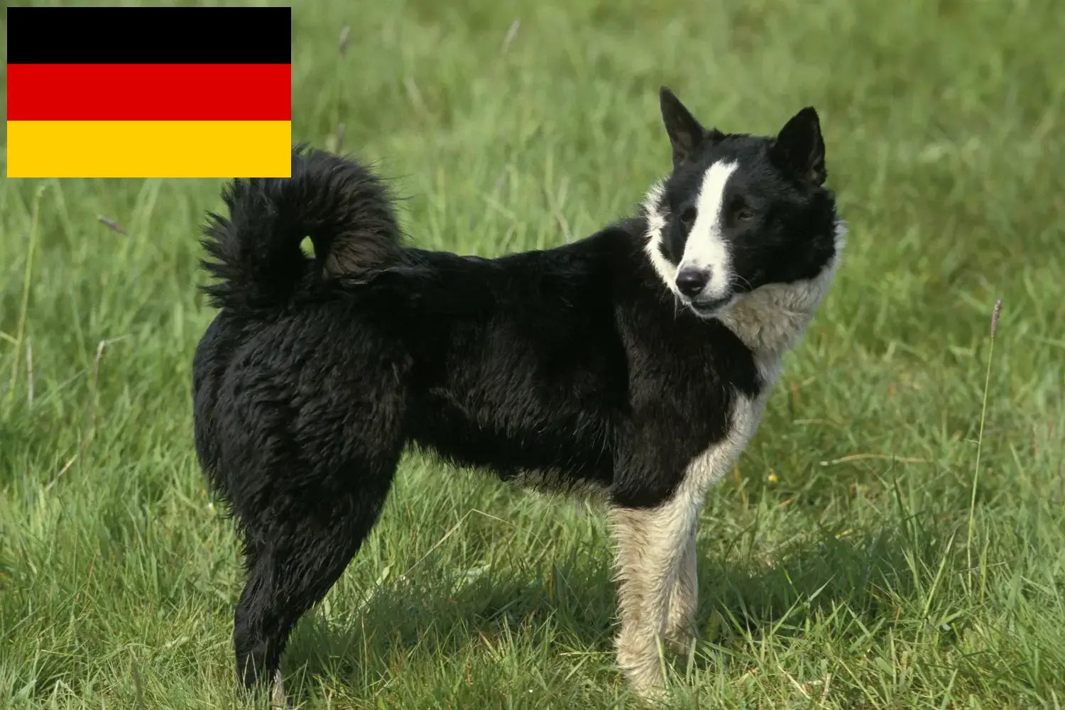 Chien d'ours carélien chiots et éleveurs Allemagne Ici, tu trouveras des éleveurs de chiens d'ours caréliens en Allemagne.