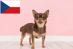 Lire la suite à propos de l’article Éleveurs de chihuahuas et chiots en République tchèque