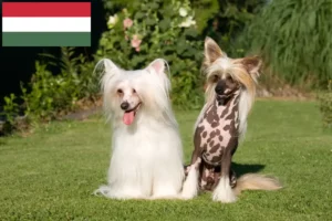 Lire la suite à propos de l’article Chinois Crested Dog éleveurs et chiots en Hongrie