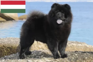 Lire la suite à propos de l’article Chow-Chow éleveurs et chiots en Hongrie
