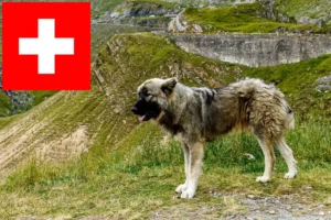 Lire la suite à propos de l’article Ciobănesc Românesc Carpatin éleveurs et chiots en Suisse