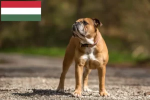Lire la suite à propos de l’article Éleveurs de Continental Bulldogs et chiots en Hongrie