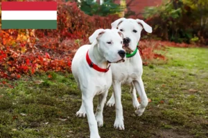 Lire la suite à propos de l’article Dogo Argentino éleveurs et chiots en Hongrie