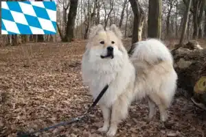 Lire la suite à propos de l’article Éleveurs d’Eurasiers et chiots en Bavière