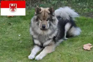 Lire la suite à propos de l’article Éleveurs d’Eurasiers et chiots dans le Brandebourg