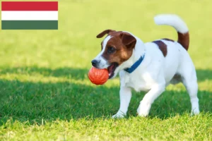 Lire la suite à propos de l’article Éleveurs de Jack Russell et chiots en Hongrie