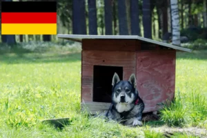 Lire la suite à propos de l’article Éleveurs de chiens Jämthund et chiots en Allemagne