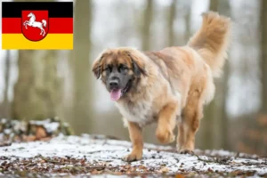 Lire la suite à propos de l’article Eleveurs de Leonberger et chiots en Basse-Saxe