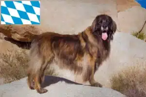 Lire la suite à propos de l’article Eleveurs de Leonberger et chiots en Bavière