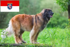 Lire la suite à propos de l’article Eleveurs de Leonberger et chiots en Hesse