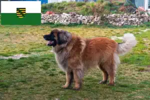 Lire la suite à propos de l’article Leonberger éleveurs et chiots en Saxe