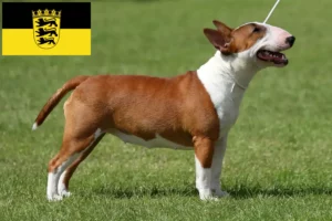 Lire la suite à propos de l’article Éleveurs de Miniature Bull Terrier et chiots dans le Bade-Wurtemberg