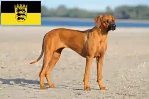 Lire la suite à propos de l’article Éleveurs de Rhodesian Ridgeback et chiots dans le Bade-Wurtemberg