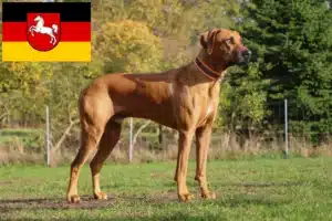 Lire la suite à propos de l’article Éleveurs de Rhodesian Ridgeback et chiots en Basse-Saxe