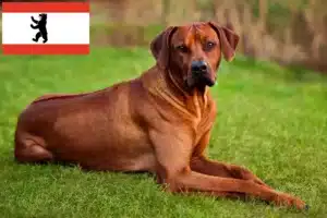 Lire la suite à propos de l’article Éleveurs de Rhodesian Ridgeback et chiots à Berlin