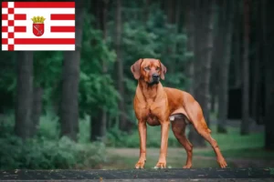 Lire la suite à propos de l’article Éleveurs de Rhodesian Ridgeback et chiots à Brême
