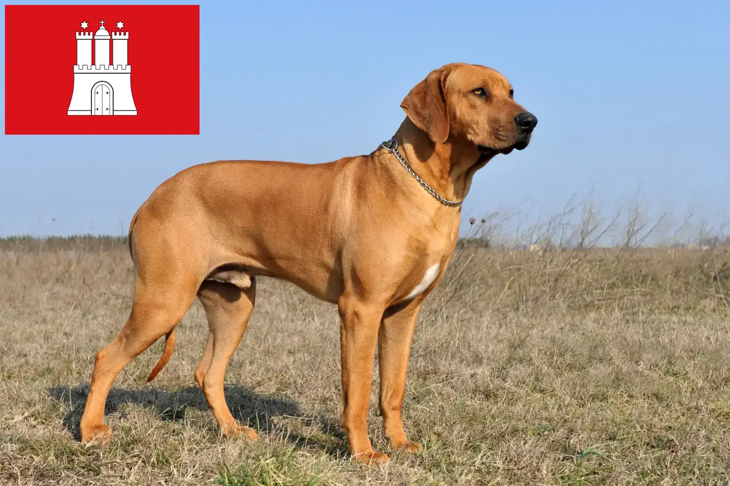 Rhodesian Ridgeback chiots et éleveurs Hambourg Ici, tu trouveras des éleveurs de Rhodesian Ridgebacks à Hambourg.