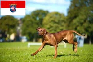 Lire la suite à propos de l’article Rhodesian Ridgeback éleveurs et chiots en Hesse