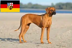 Lire la suite à propos de l’article Éleveurs de Rhodesian Ridgeback et chiots en Sarre