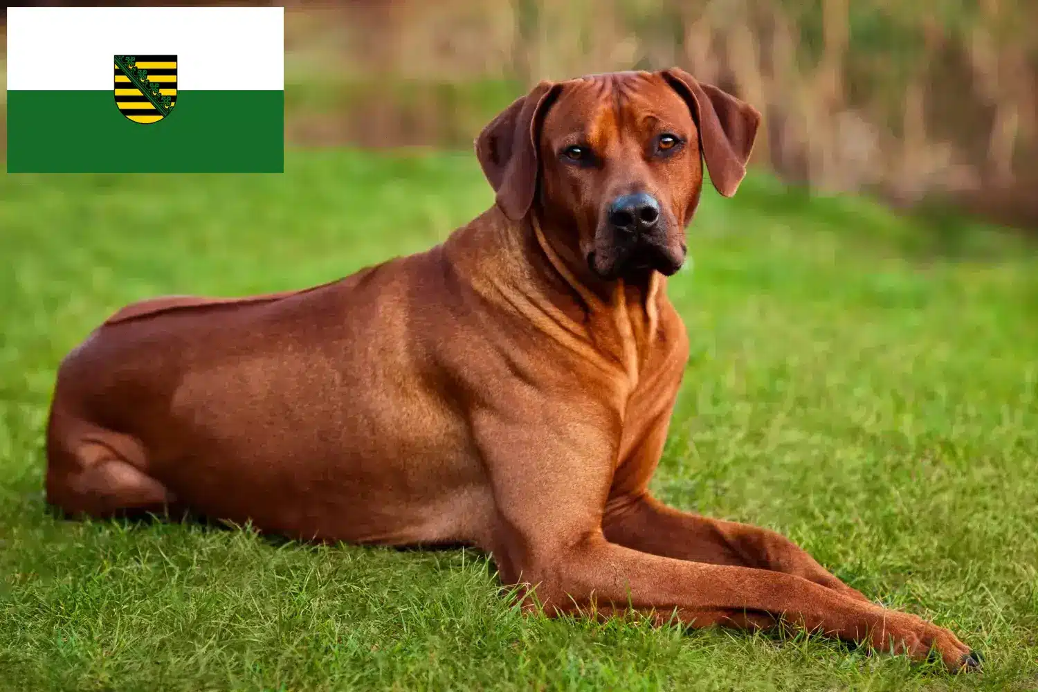 Rhodesian Ridgeback chiots et éleveurs Saxe Ici, tu trouveras des éleveurs de Rhodesian Ridgebacks en Saxe.