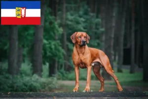 Lire la suite à propos de l’article Rhodesian Ridgeback éleveurs et chiots dans le Schleswig-Holstein