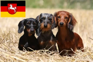 Lire la suite à propos de l’article Éleveurs de teckels et chiots en Basse-Saxe
