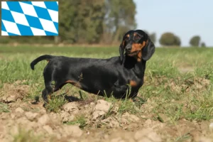 Lire la suite à propos de l’article Éleveurs de teckels et chiots en Bavière