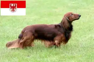 Lire la suite à propos de l’article Éleveurs de teckels et chiots dans le Brandebourg