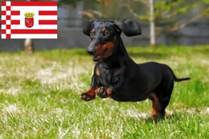 Lire la suite à propos de l’article Éleveurs de teckels et chiots à Brême