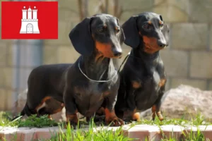 Lire la suite à propos de l’article Éleveurs de teckels et chiots à Hambourg
