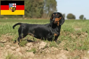 Lire la suite à propos de l’article Éleveurs de teckels et chiots en Sarre