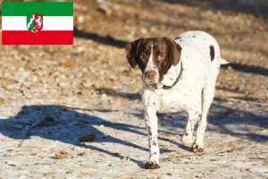 Lire la suite à propos de l’article Ancien chien d’arrêt danois Éleveurs et chiots en Rhénanie-du-Nord-Westphalie