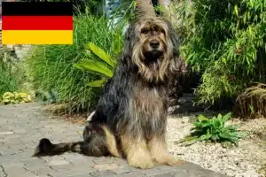 Lire la suite à propos de l’article Éleveurs de Wäller et chiots en Allemagne