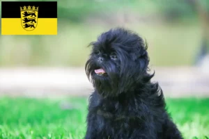 Lire la suite à propos de l’article Éleveurs de Pinscher et chiots en Baden-Württemberg