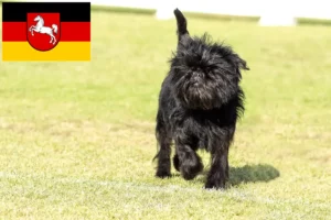 Lire la suite à propos de l’article Éleveurs de Pinscher et chiots en Basse-Saxe