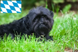 Lire la suite à propos de l’article Éleveurs de Pinscher et chiots en Bavière