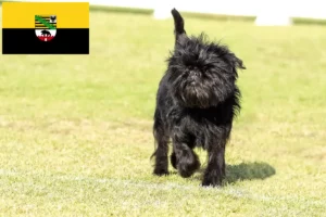 Lire la suite à propos de l’article Éleveurs de Pinscher et chiots en Saxe-Anhalt