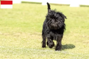 Lire la suite à propos de l’article Éleveurs de Pinscher et chiots à Vienne