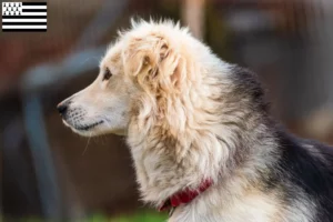 Lire la suite à propos de l’article Aidi éleveurs et chiots en Bretagne