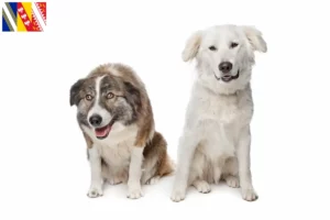 Lire la suite à propos de l’article Aidi éleveurs et chiots en Grand Est