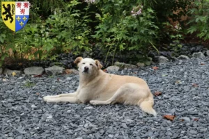 Lire la suite à propos de l’article Aidi éleveurs et chiots en Hauts-de-France