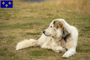Lire la suite à propos de l’article Aidi éleveurs et chiots en Île-de-France