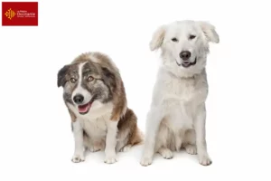 Lire la suite à propos de l’article Aidi éleveurs et chiots en Occitanie