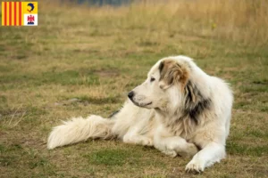 Lire la suite à propos de l’article Aidi éleveurs et chiots en Provence-Alpes-Côte d’Azur