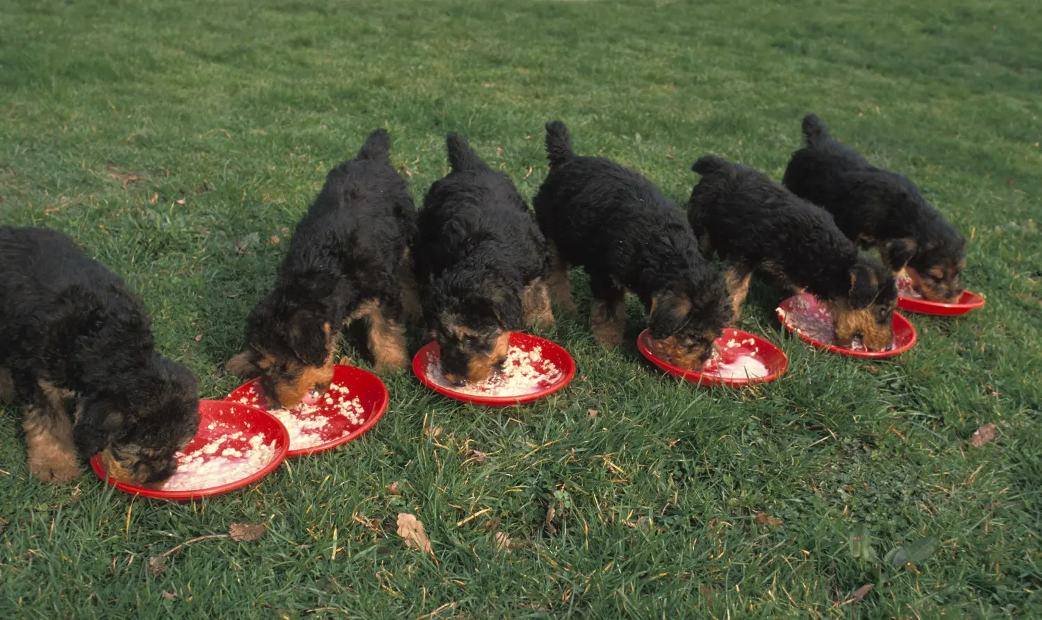 Acheter un chiot Airedale Terrier, c'est prendre ses responsabilités ! Acheter des chiots Airedale Terrier.