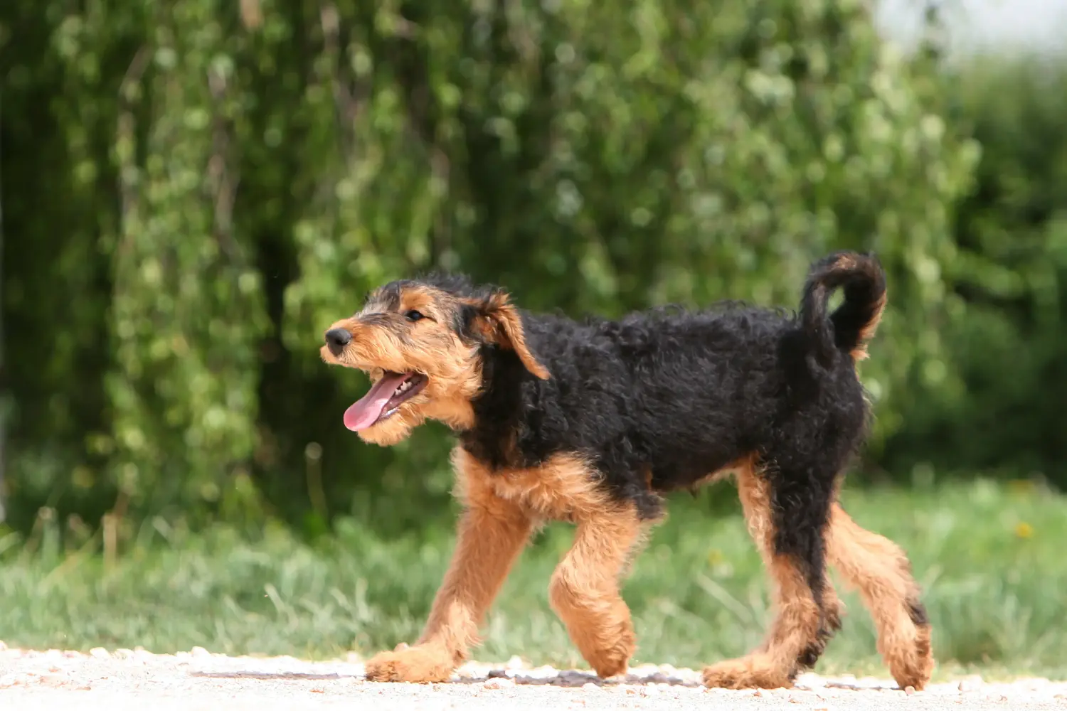 Acheter un chiot Airedale Terrier, c'est prendre ses responsabilités ! Acheter des chiots Airedale Terrier.