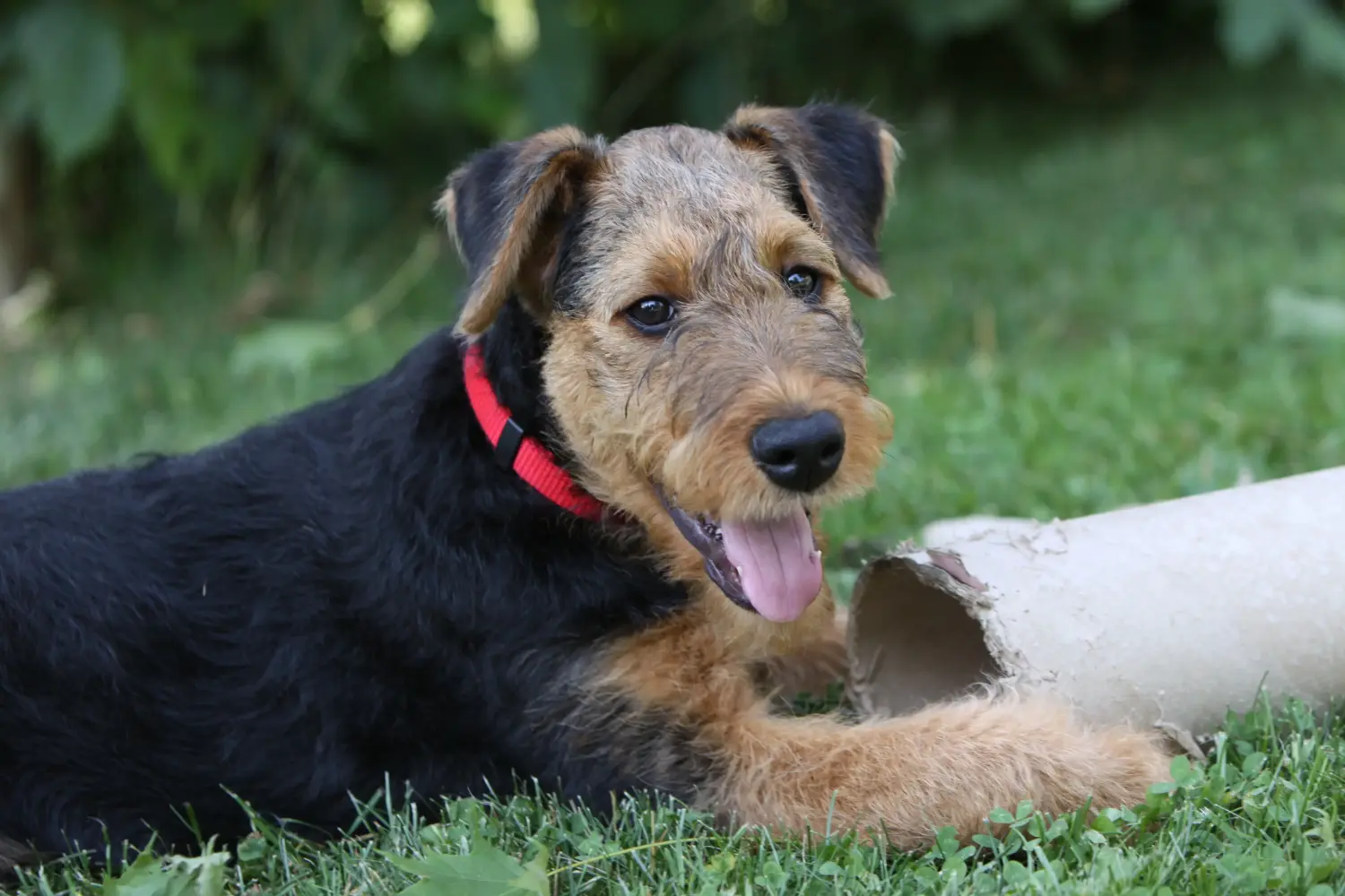 Acheter un chiot Airedale Terrier, c'est prendre ses responsabilités ! Acheter des chiots Airedale Terrier.