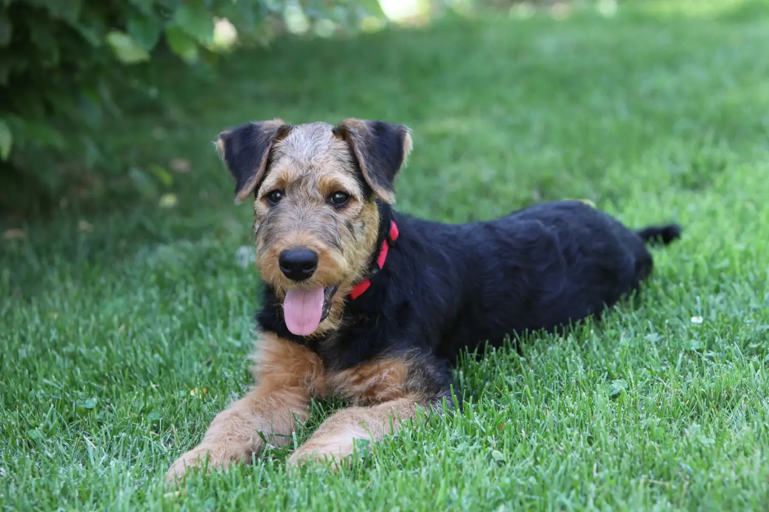Acheter un chiot Airedale Terrier, c'est prendre ses responsabilités ! Acheter des chiots Airedale Terrier.